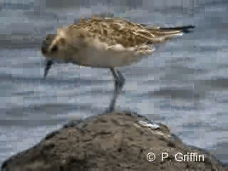 Chorlito Dorado Siberiano - ML201780351