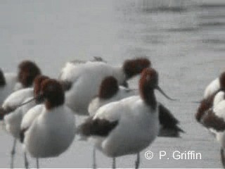 Red-necked Avocet - ML201780371