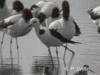 Avoceta Australiana - ML201780381