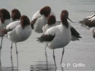 Red-necked Avocet - ML201780391