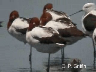 Red-necked Avocet - ML201780401