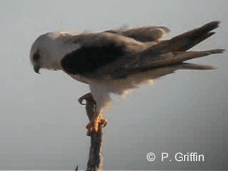 Black-shouldered Kite - ML201780421