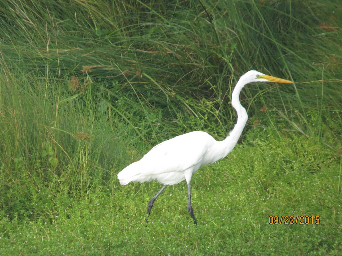 Great Egret - David Nicosia