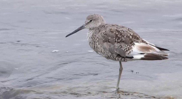 Playero Aliblanco (inornata) - ML201781451