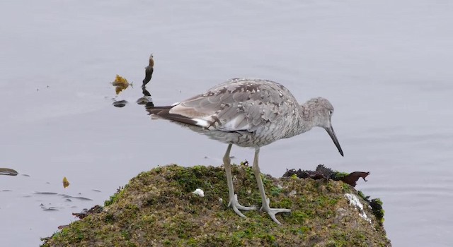 Playero Aliblanco (inornata) - ML201781491