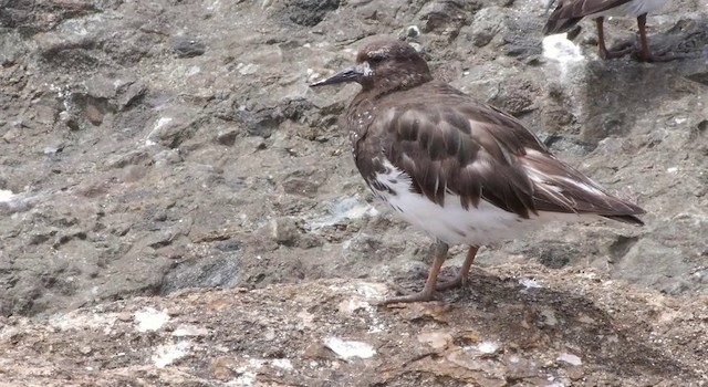 Black Turnstone - ML201781521