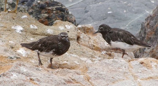 Black Turnstone - ML201781531