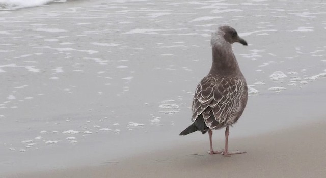 Western Gull - ML201781581