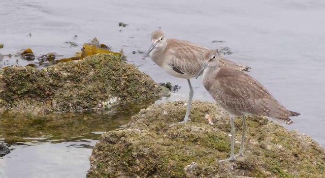 Willet (Western) - ML201781591