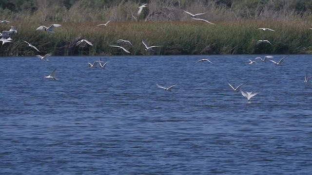 Elegant Tern - ML201781901