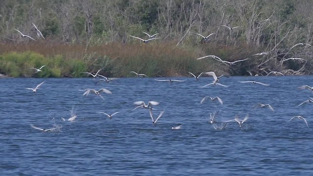 Elegant Tern - ML201781911