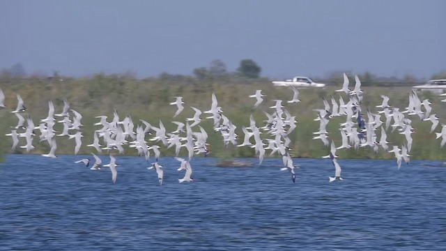 Elegant Tern - ML201781921