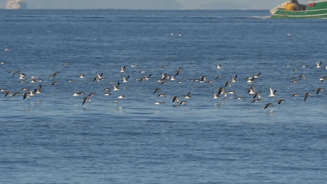 Black-vented Shearwater - ML201781941