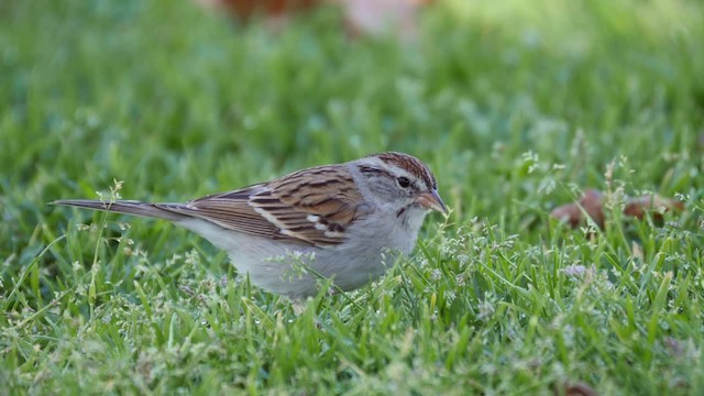 Chipping Sparrow - ML201782051