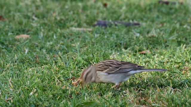 Chipping Sparrow - ML201782081