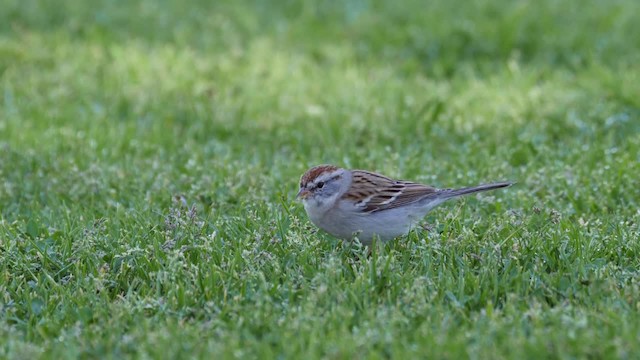 Chipping Sparrow - ML201782091