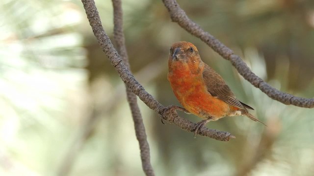 Red Crossbill - ML201782271