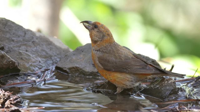 Red Crossbill - ML201782291