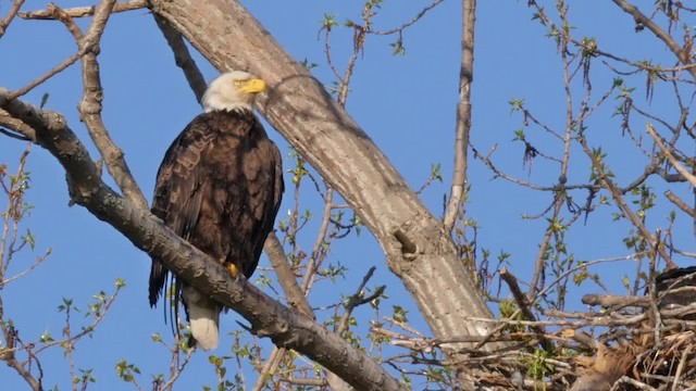 Weißkopf-Seeadler - ML201782311