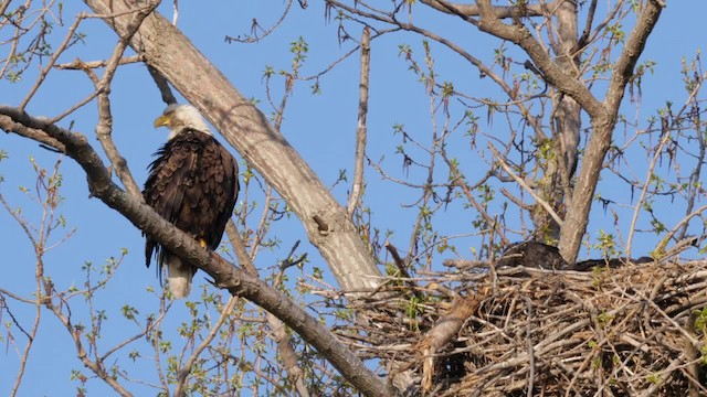 Weißkopf-Seeadler - ML201782321