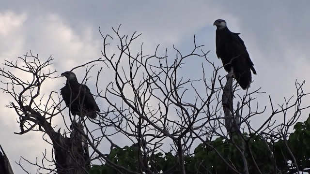 Мадагаскарский орлан - ML201782391