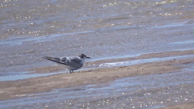 Aleutian Tern - ML201782401