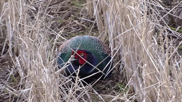 Green Pheasant - ML201782431