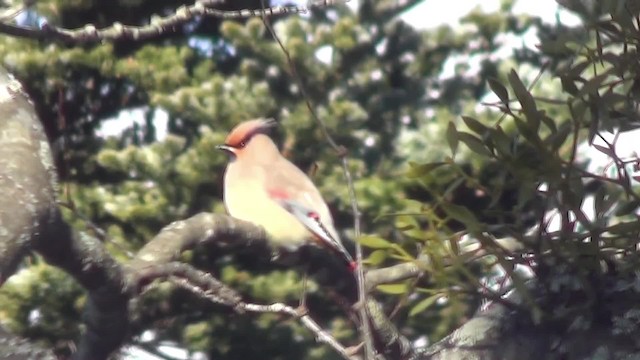 朱連雀 - ML201782451