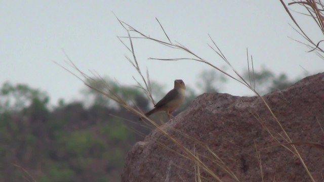 Rock-loving Cisticola (Rock-loving) - ML201782511