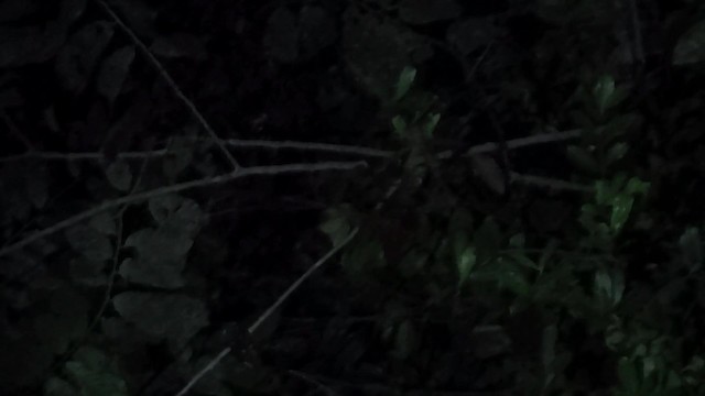 Brown Nightjar - ML201782541