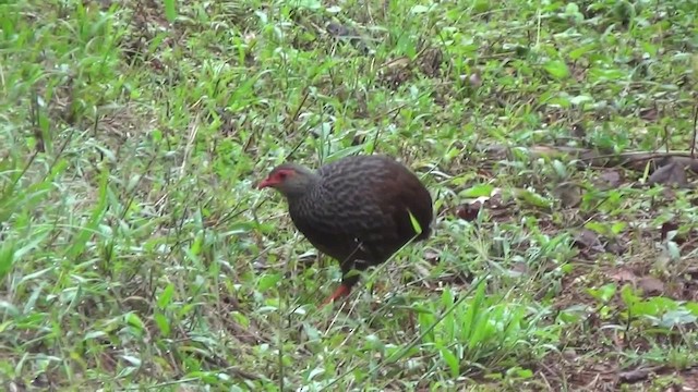 Francolin noble - ML201782561