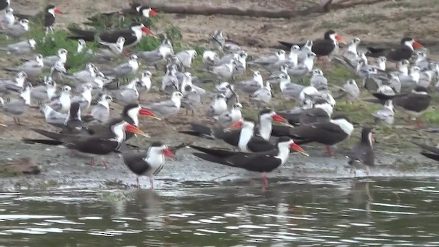 African Skimmer - ML201782581