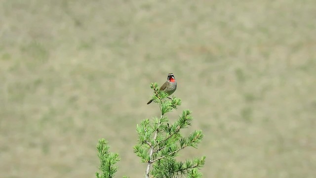 Siberian Rubythroat - ML201782591