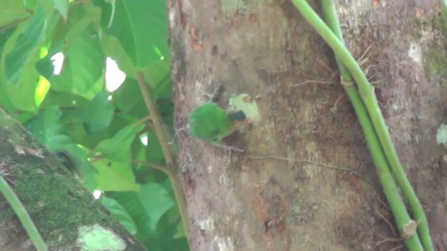 Buff-faced Pygmy-Parrot - ML201782611