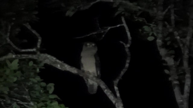 Rufous Owl - ML201782621