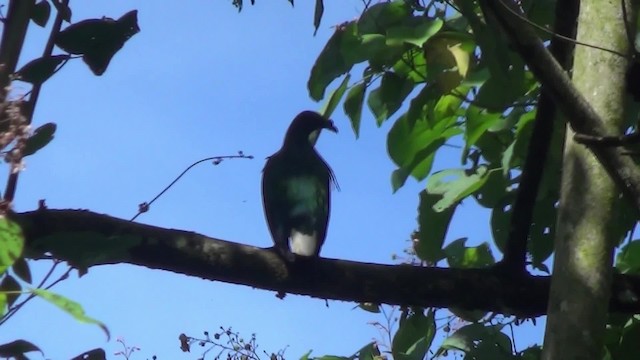 Nicobar Pigeon - ML201782651