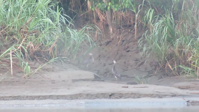 Great-billed Heron - ML201782701