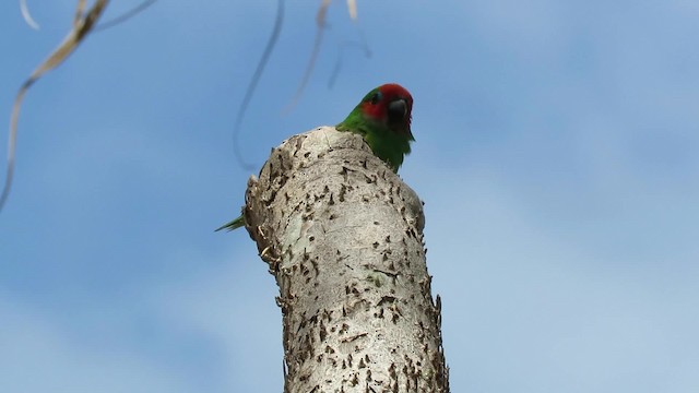 Double-eyed Fig-Parrot (Double-eyed) - ML201782731