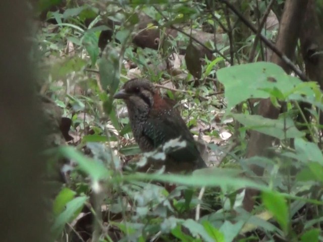 kurolec šupinkový - ML201782761