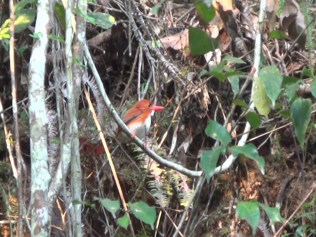 Martin-pêcheur malgache - ML201782771
