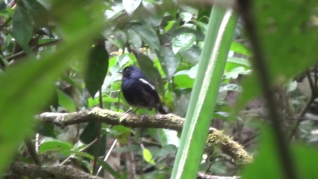 Madagascar Magpie-Robin (Black-bellied) - ML201782791