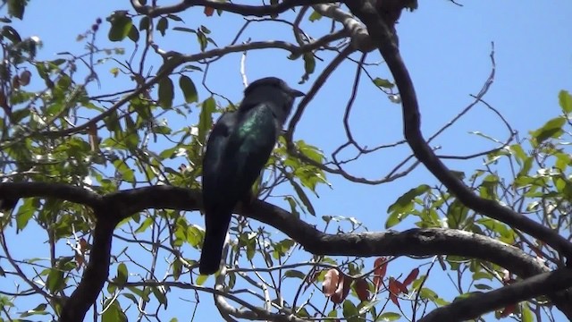 Cuckoo-roller - ML201782801