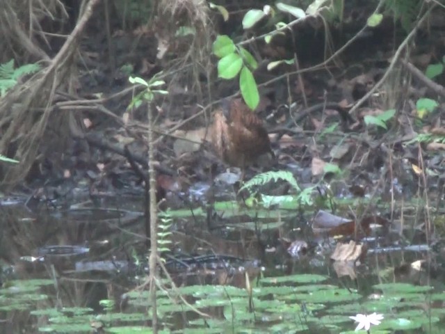 White-crested Tiger-Heron - ML201782831