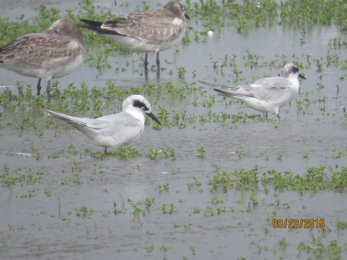 Forster's Tern - ML20178301