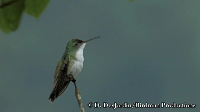 kolibřík andský - ML201783251