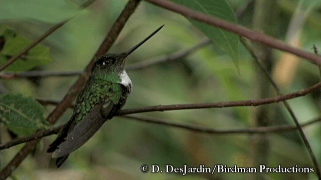 Collared Inca (Collared) - ML201783311