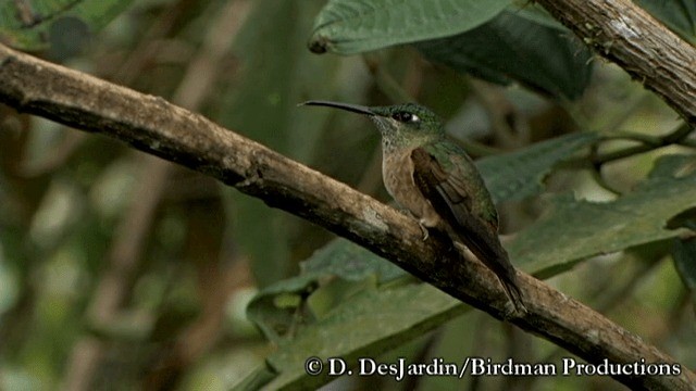 Fawn-breasted Brilliant - ML201783381