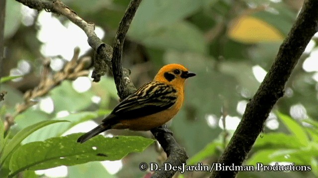 Golden Tanager (aurulenta Group) - ML201783461