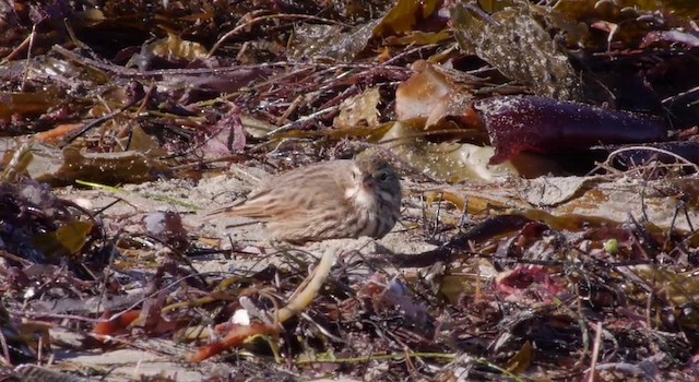 Savannah Sparrow (Large-billed) - ML201783601