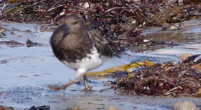 Black Turnstone - ML201783621